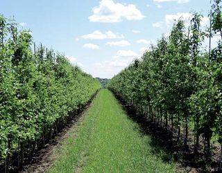 Тернопільська «Аркадія» збільшить площу яблуневого саду